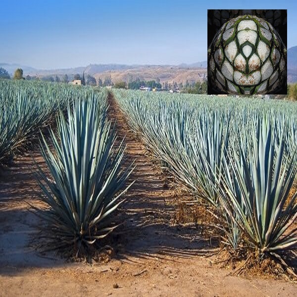 Blue Agave | Alternative Beverage