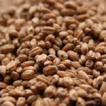 Wheat Malt German Avangard 55 Pounds