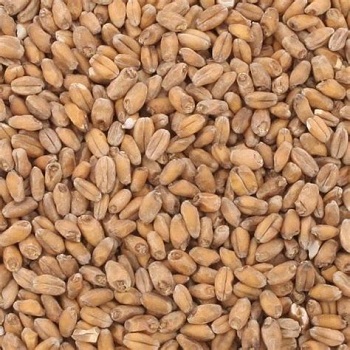 Red Wheat Malt American Briess 