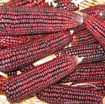 Bloody Butcher Heirloom Corn