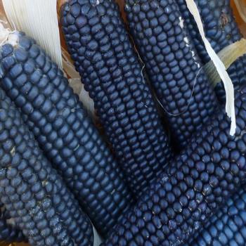 Blue Hopi Heirloom Corn