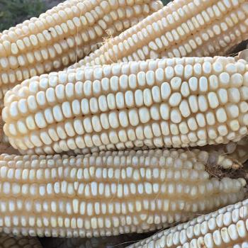 Hickory King White Corn