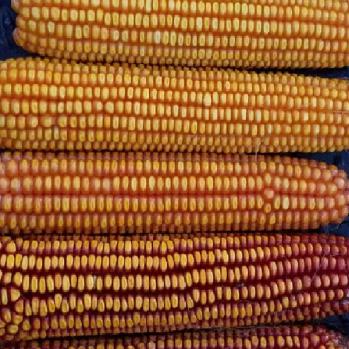Wapsie Valley Dent Corn