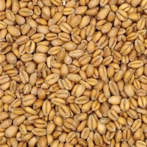 Torrified Wheat Malt American 