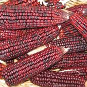 CH-Bloody-Butcher-Corn