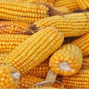 CH-field-corn