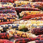 Kentucky-Rainbow-Dent-Corn