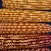 Wapsie-Valley-Dent-Corn