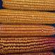 Wapsie Valley Dent Corn