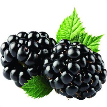 Blackberry Oregon Fruit Puree