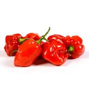 Habanero-peppers